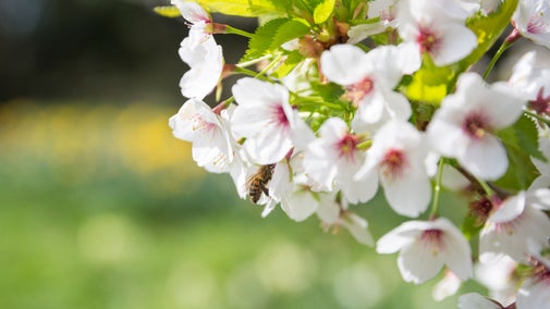 Spring blossom at Osterley Park, London